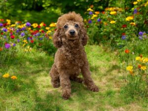 Toy Poodle puppies