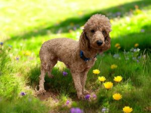 Mini poodle