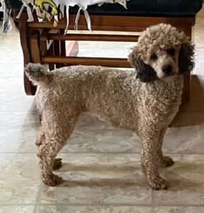 toy poodle puppies imani blaze 2026
