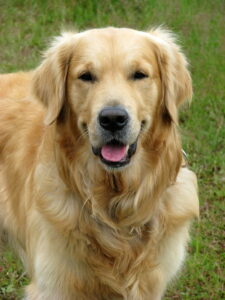 golden retriever puppies missouri