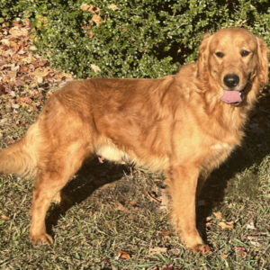 golden retriever puppies missouri