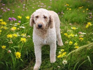 mini goldendoodle puppies sahara teddy litter
