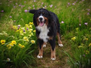 Bernese mountain dog litters