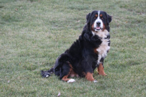 Bernese Mountain dog puppy litter