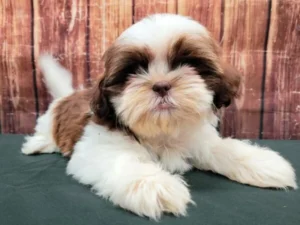 health tested shih tzu puppies