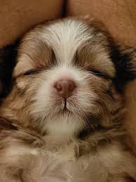 shih tzu puppies near me