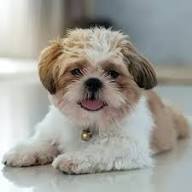 shih tzu puppies