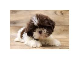 shih tzu breeder missouri