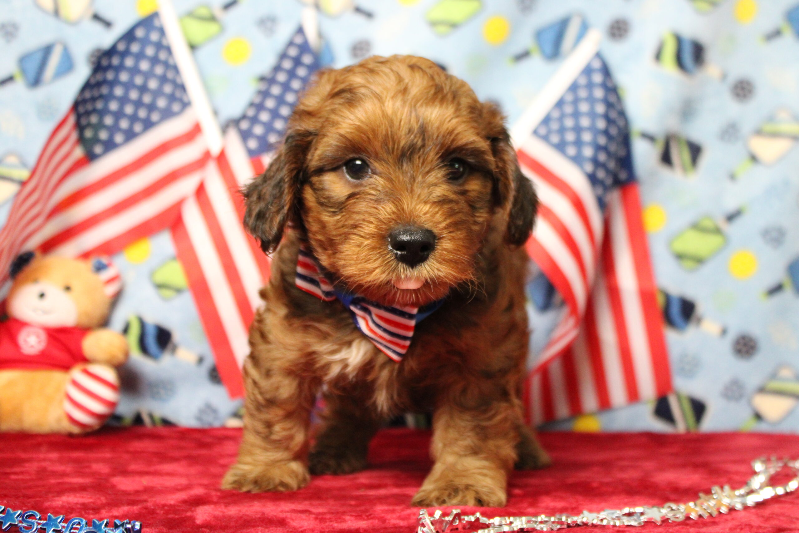 yorkie poo puppies