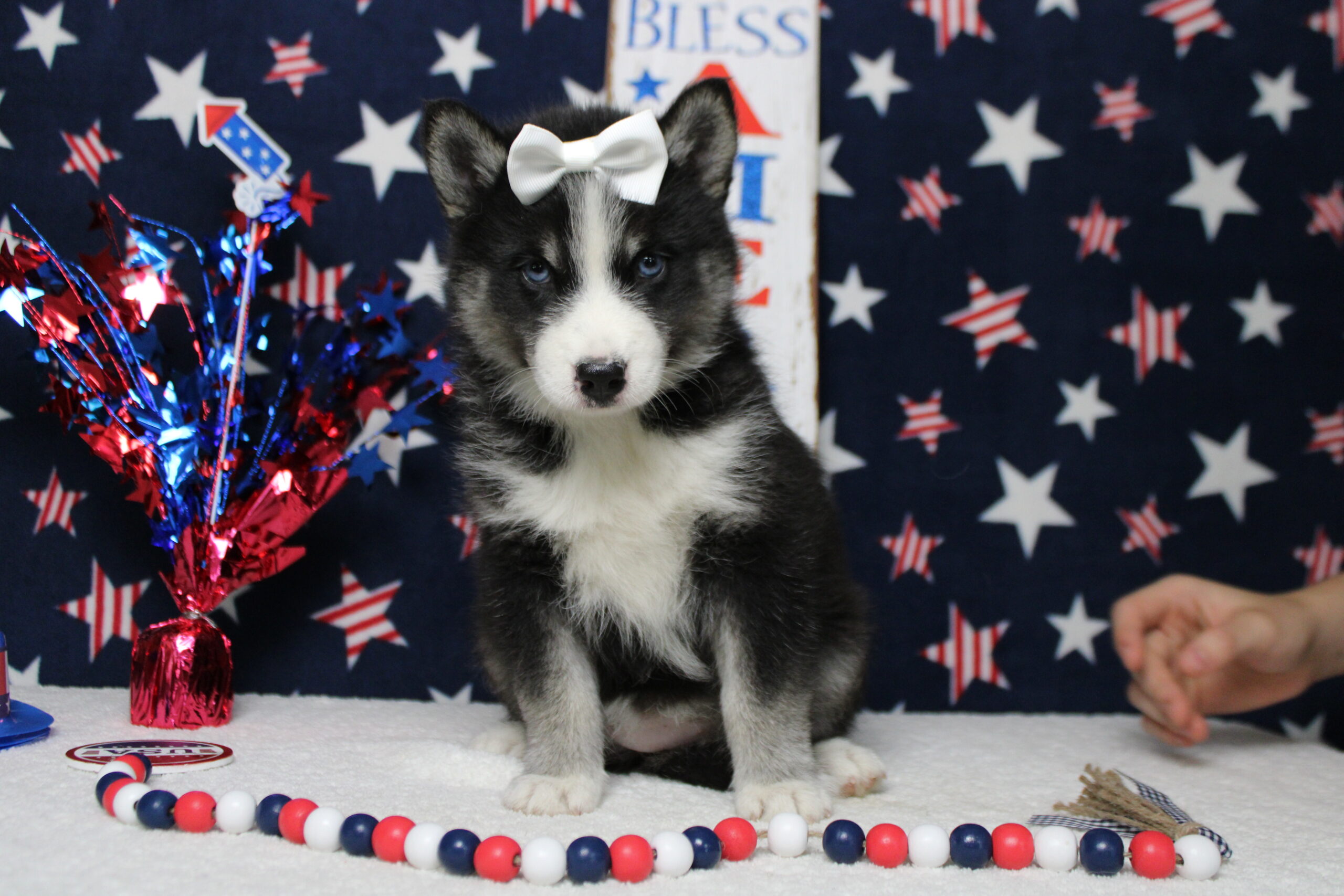 pomsky puppies