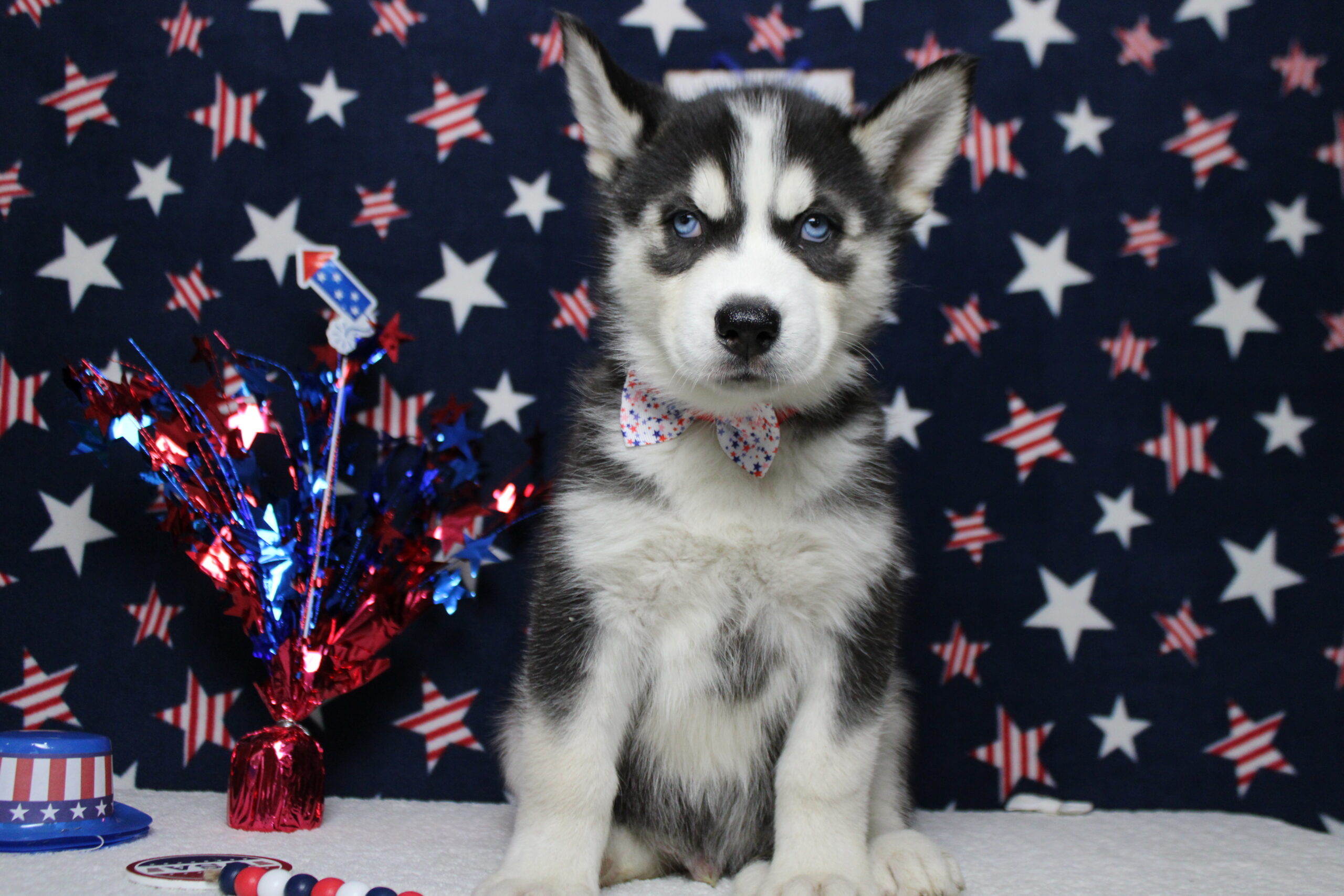 Siberian Husky