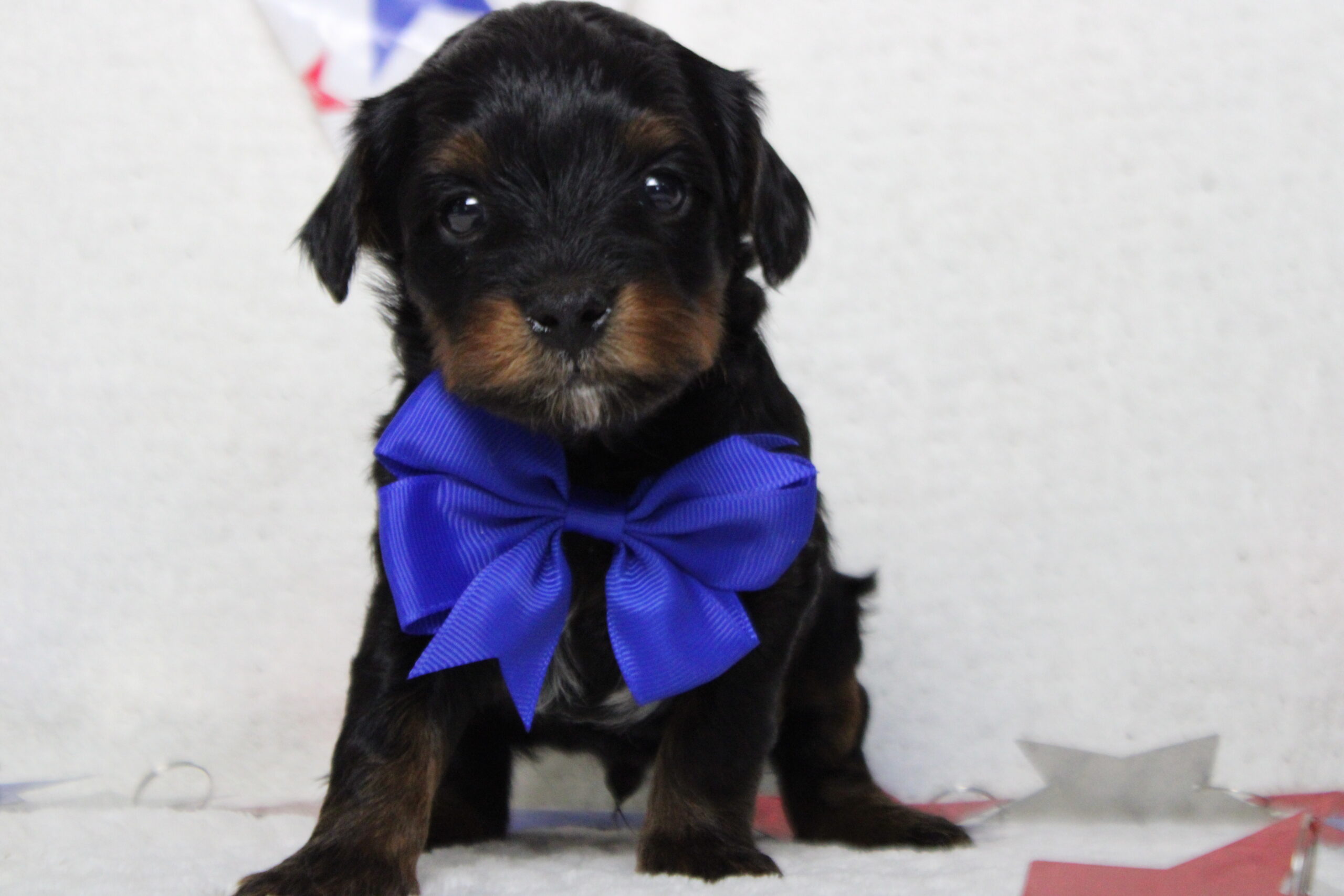 yorkie poo puppies