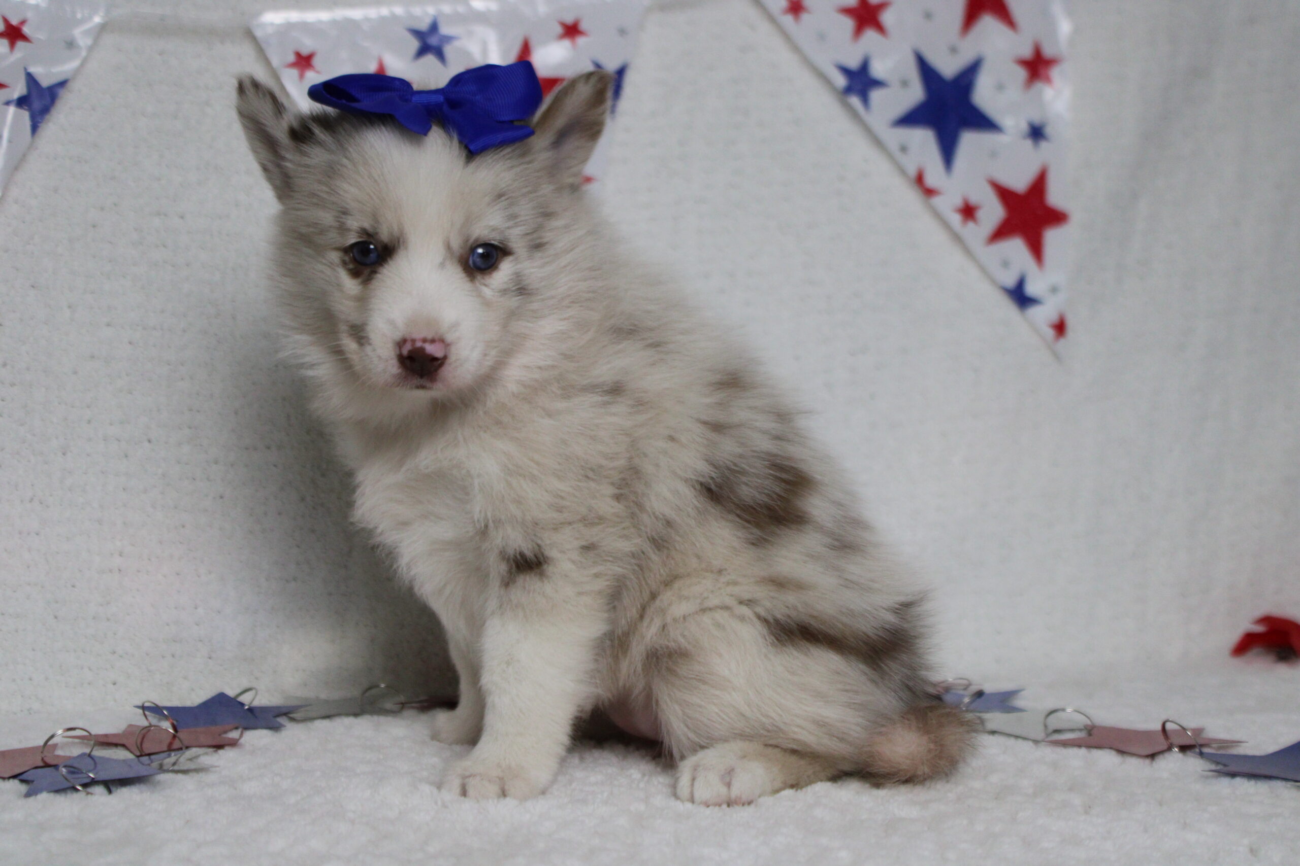 pomsky puppies
