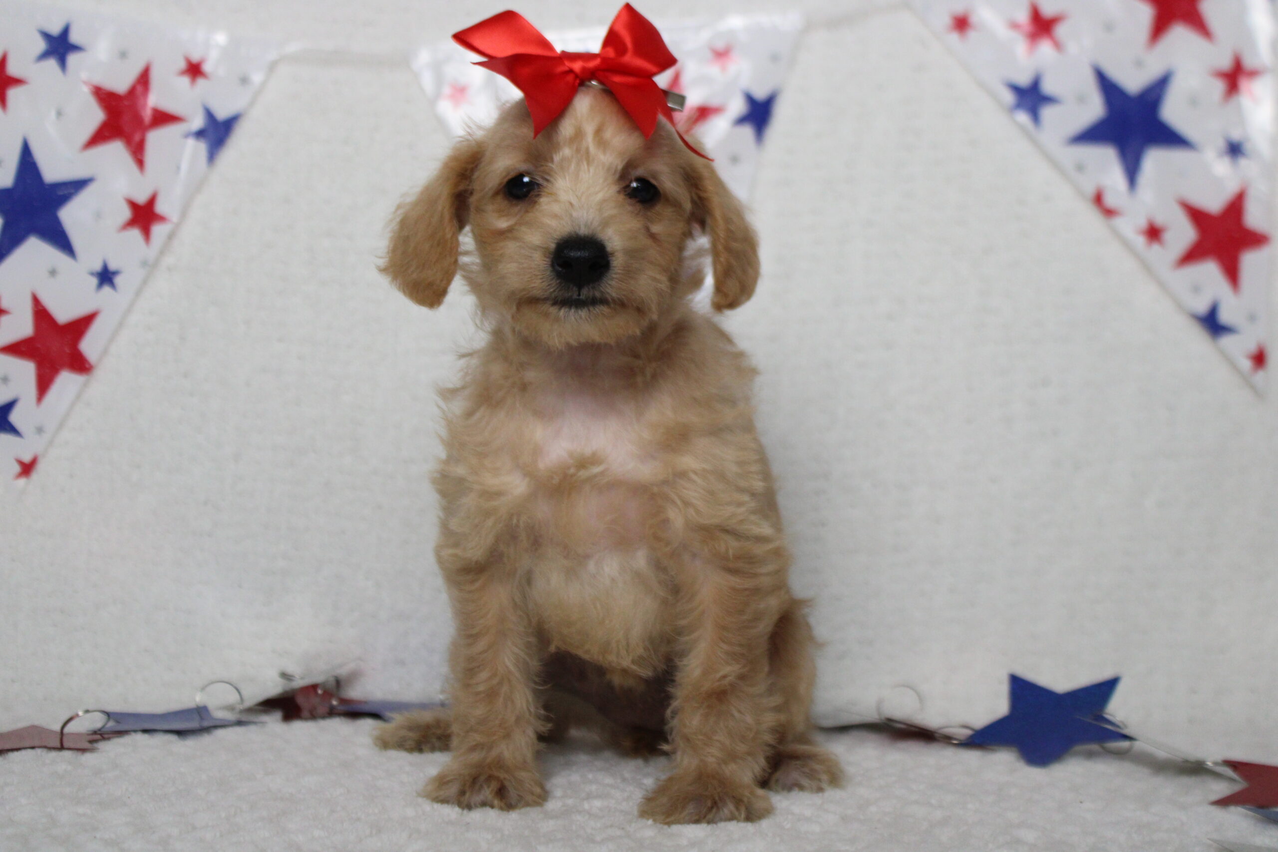 schnoodle puppies