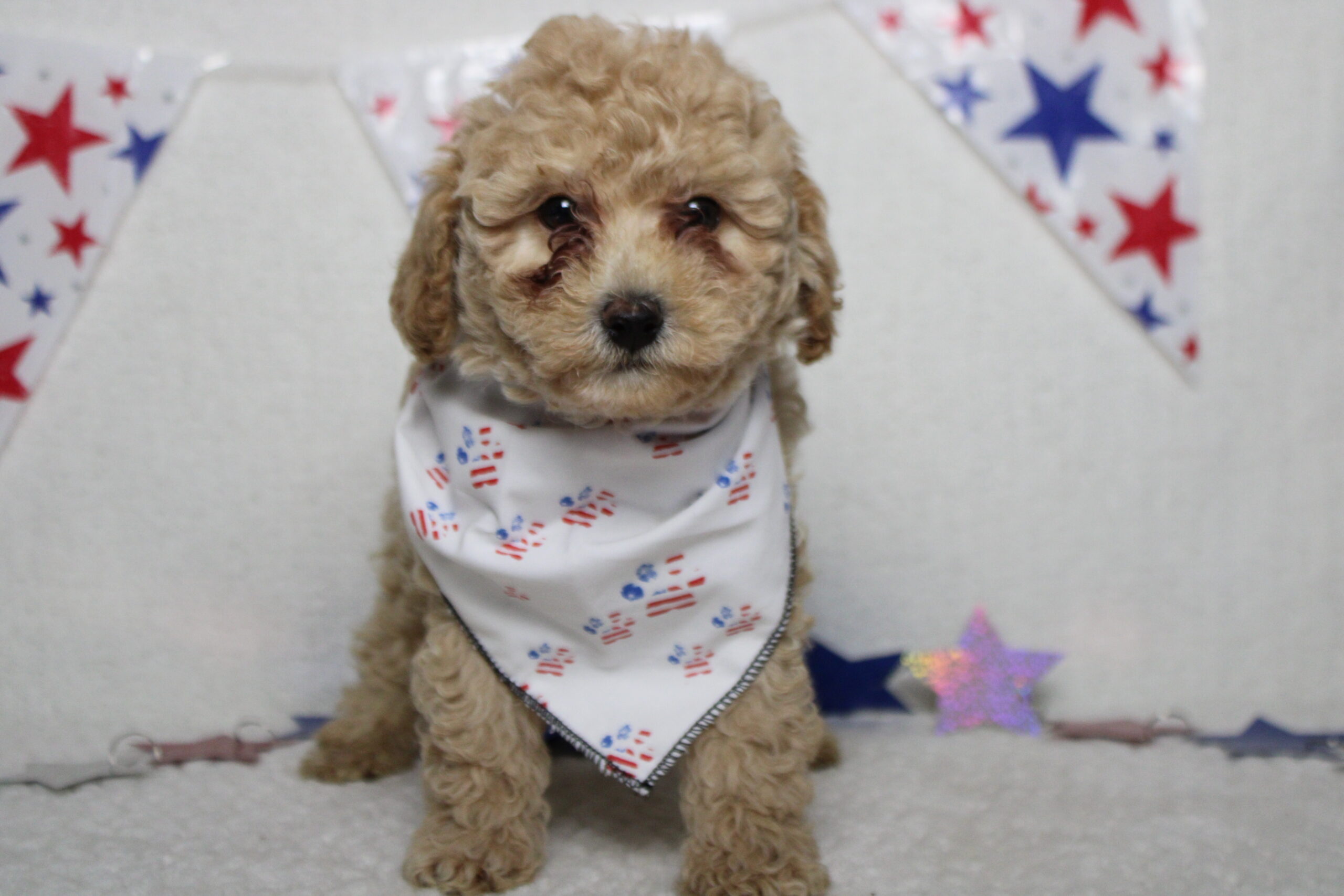 havapoo puppies