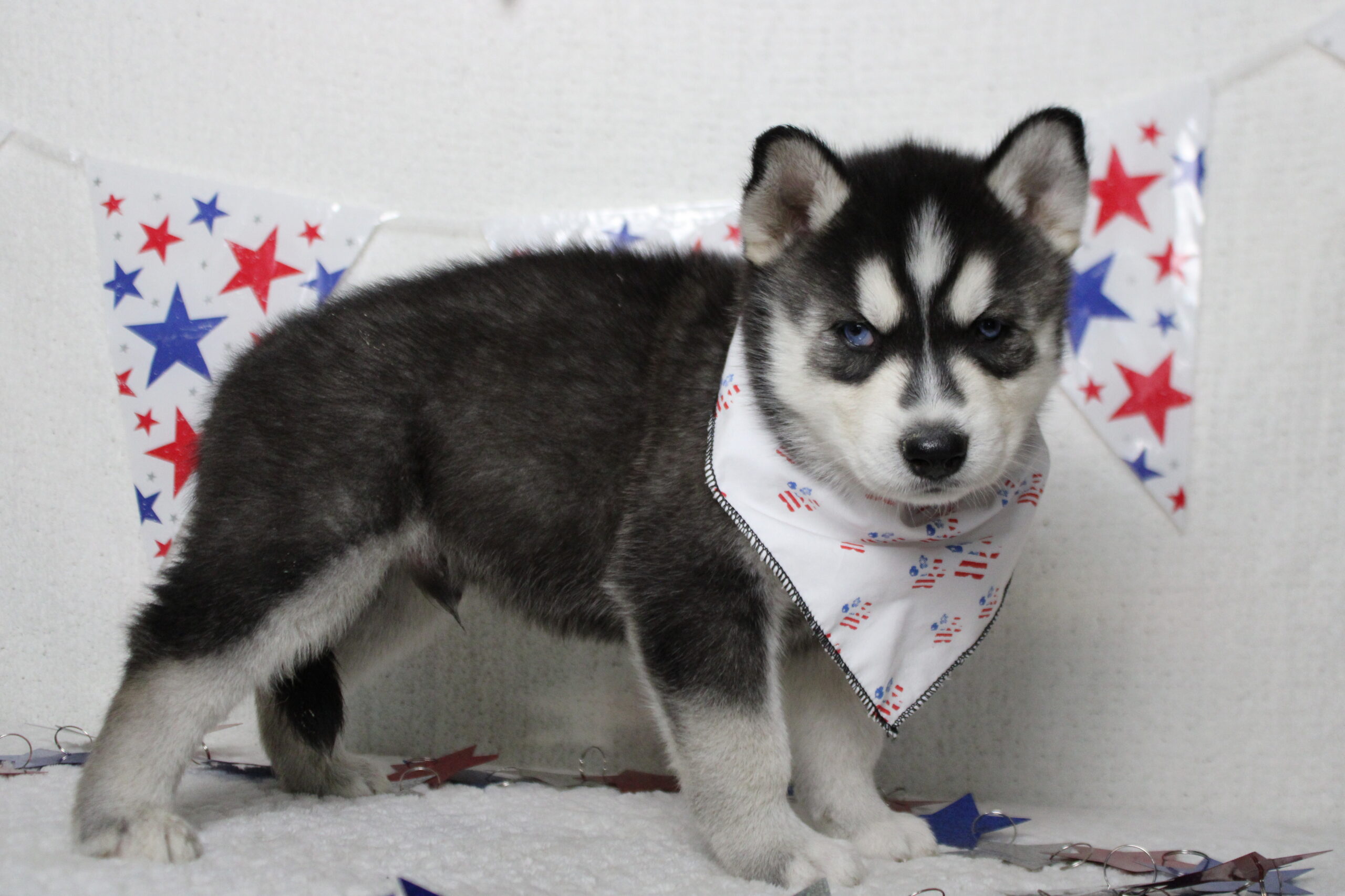 siberian husky