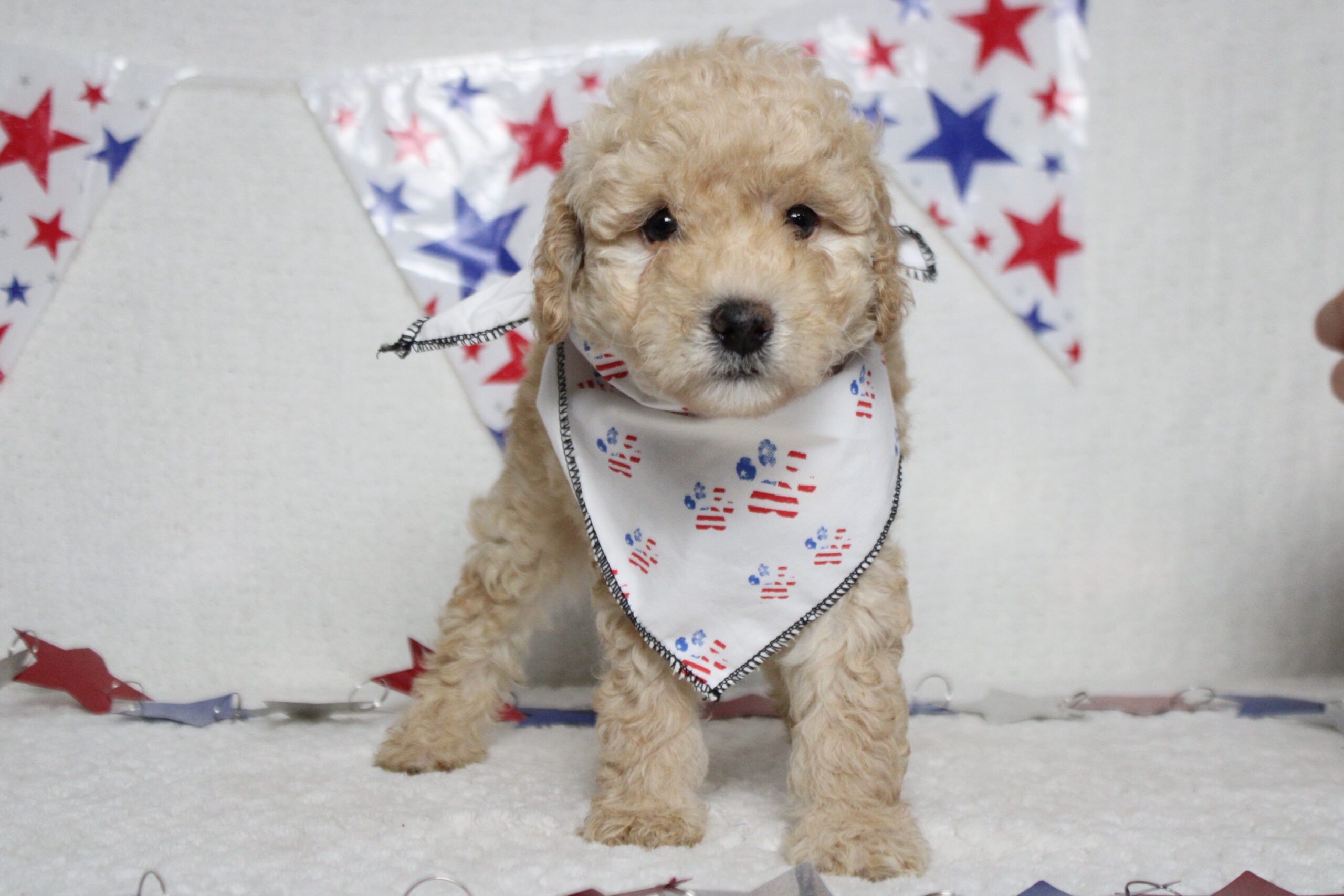 toy poodle puppies for sale