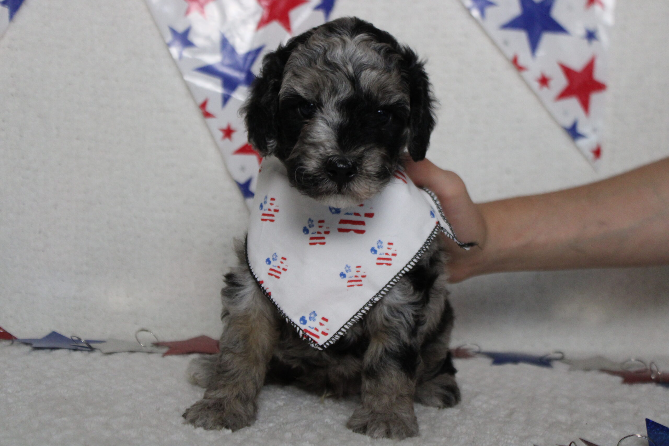 mini aussiedoodle puppies