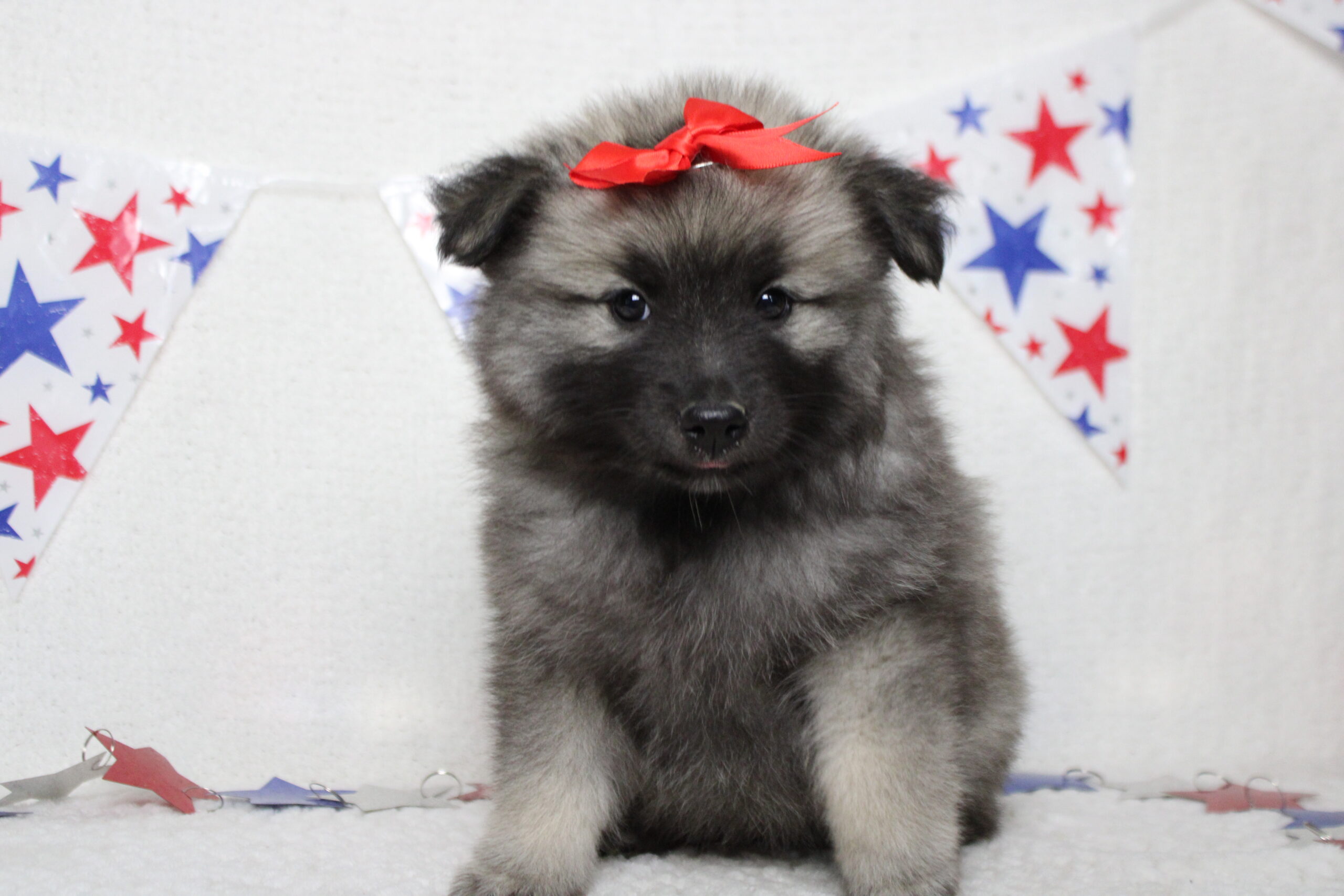 keeshond puppies for sale