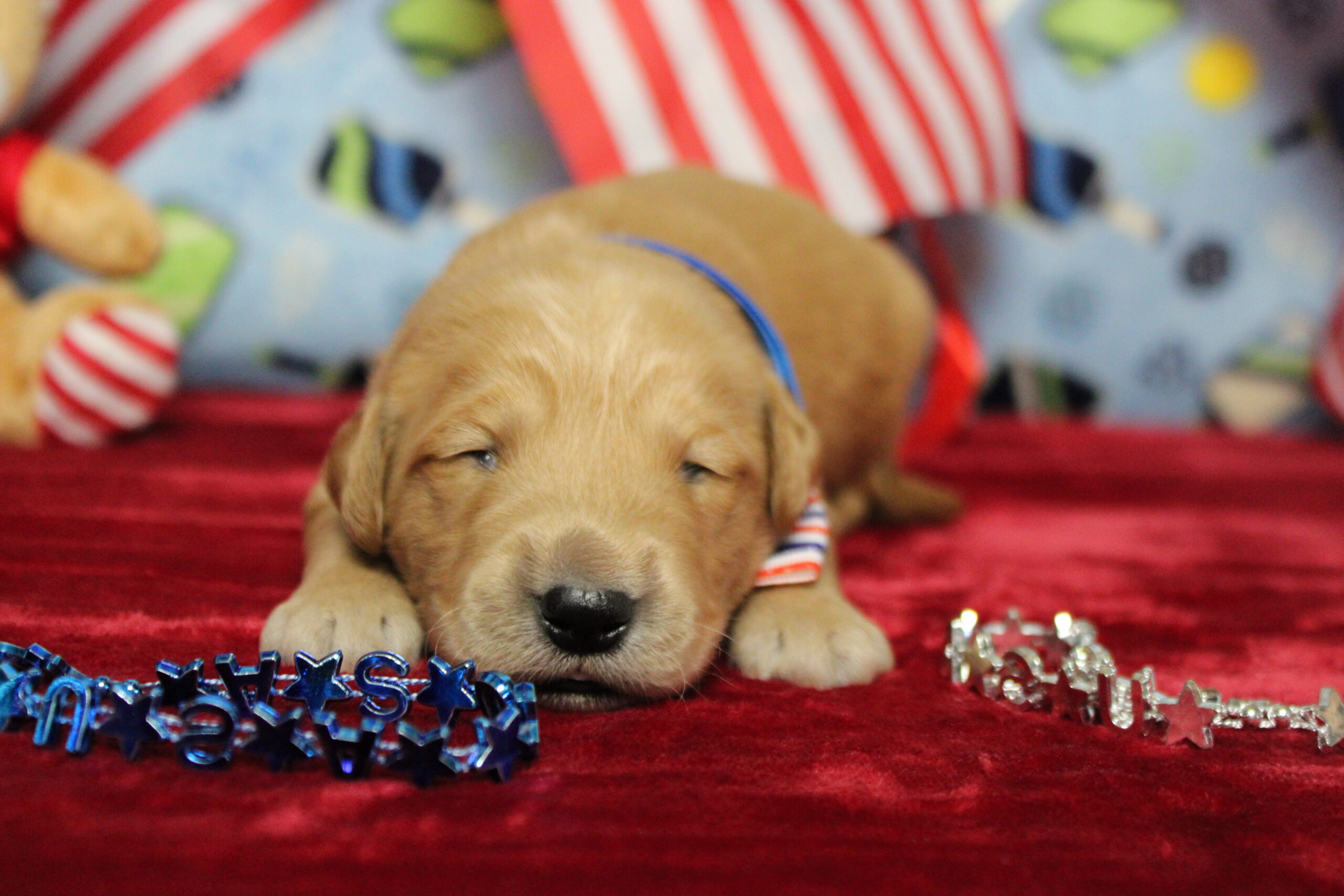 golden retriever puppies