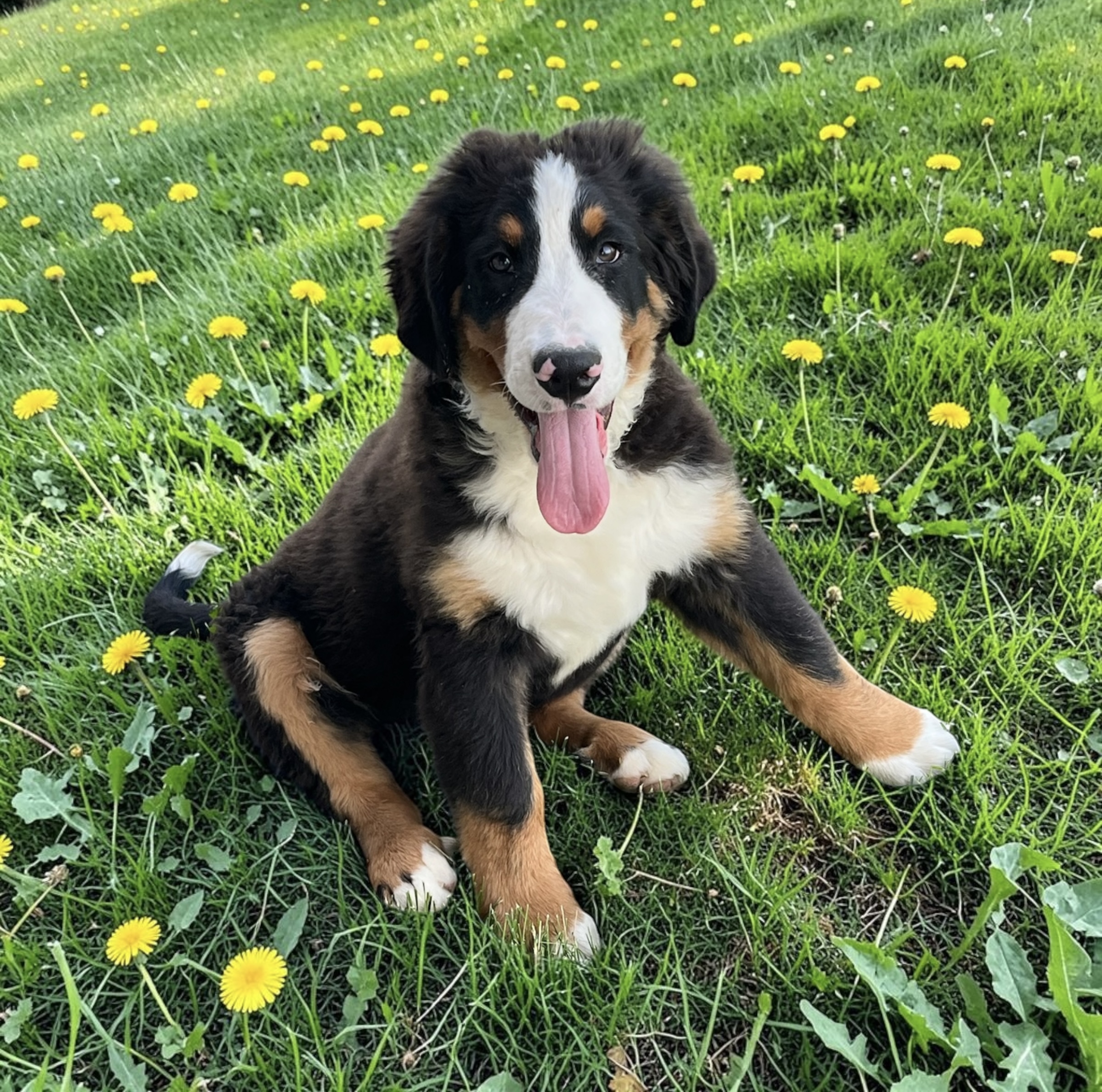 bernese mountain dog breeders
