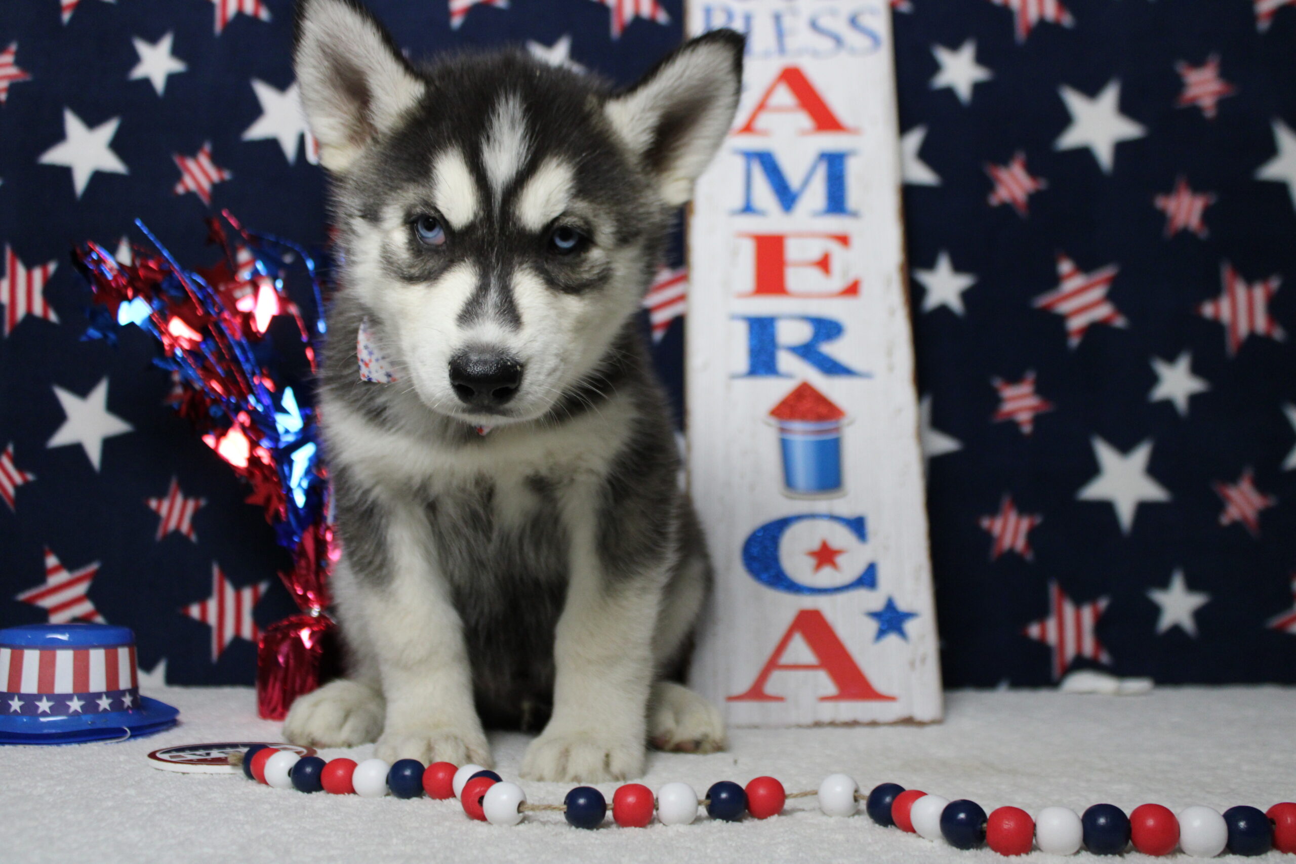 siberian husky