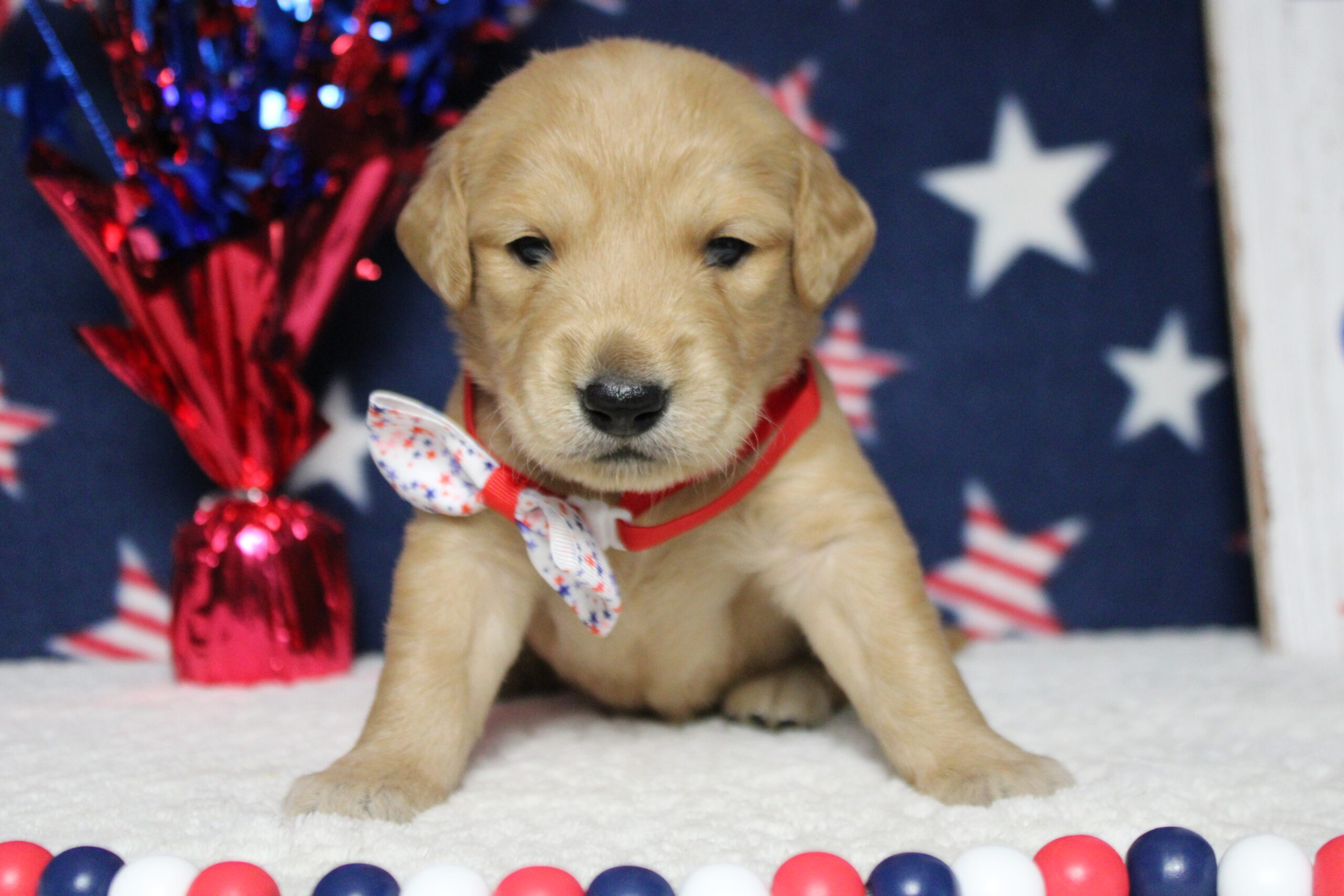 golden retriever puppies