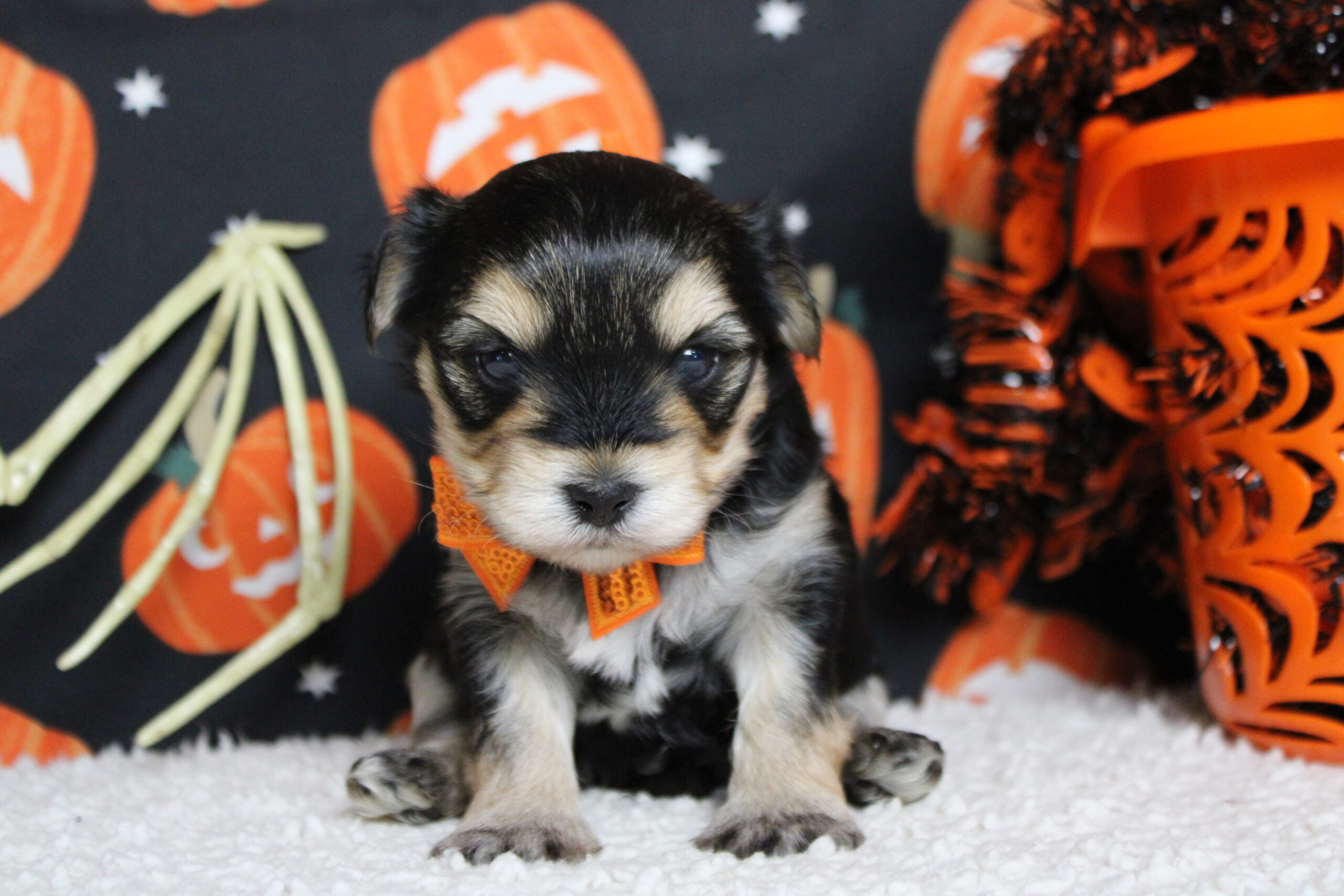 morkie puppies for sale